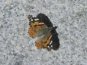 Butterfly on Granite